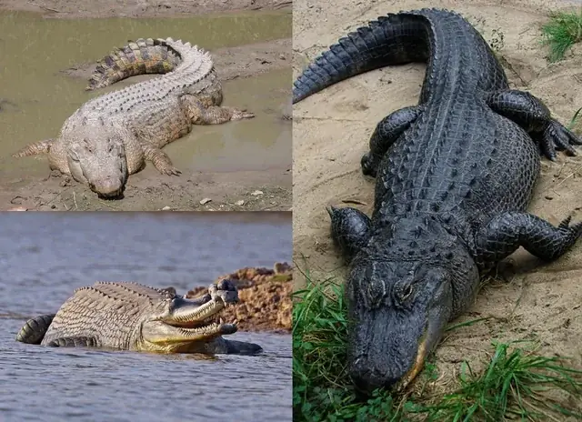 Deinosuchus: Loài Cá Sấu Cổ Đại Khổng Lồ Và Bí Mật Tiến Hóa Gây Kinh Ngạc