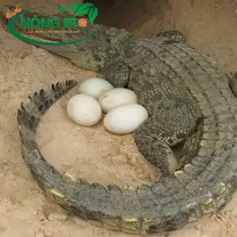 Cá Sấu Đẻ Trứng: Bản Năng Sinh Tồn Hàng Triệu Năm
