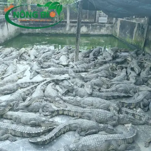 Đặc Điểm Trứng Cá Sấu