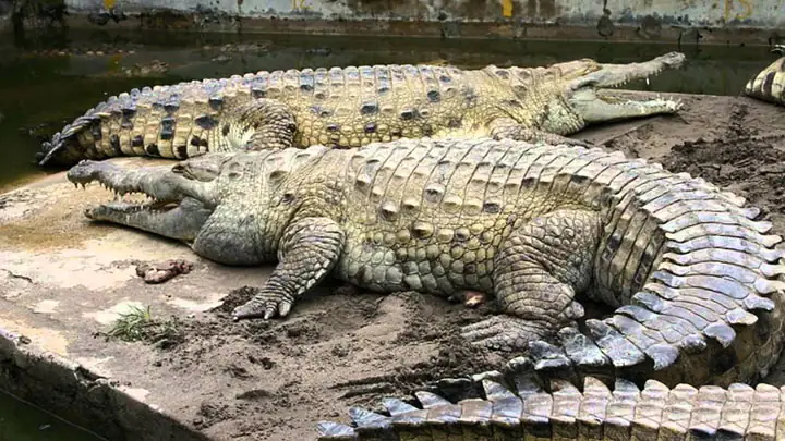 Cá Sấu Orinoco Cá Sấu Orinoco