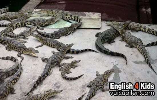 Sự Khác Nhau Giữa Crocodile Và Alligator