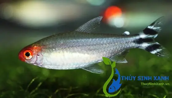 Cá Sóc Đầu Đỏ