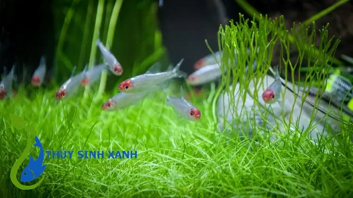Cá Sóc Đầu Đỏ Thuỷ Sinh