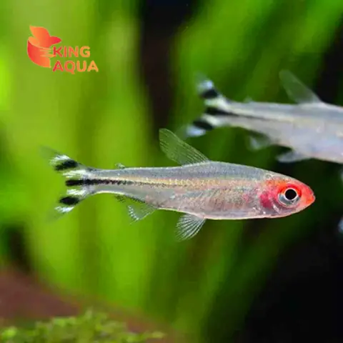 Cá Sóc Đầu Đỏ Giá Bao Nhiêu? Bảng Giá Mới Nhất Và Kinh Nghiệm Mua Cá Cảnh