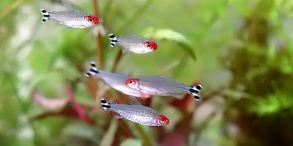 Đặc Điểm Chung