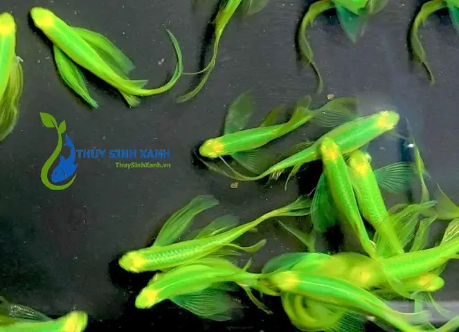 Kỹ Thuật Chăm Sóc Cá Ngựa Cánh Tiên: