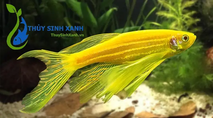 Cá Sọc Ngựa Cánh Tiên Thuỷ Sinh