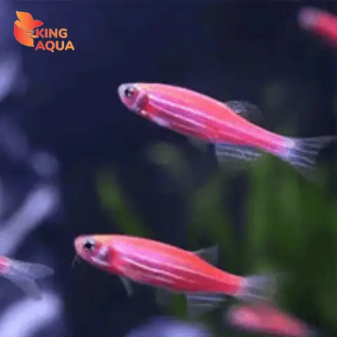 Cá Sọc Ngựa Hồng: Cẩm Nang Nuôi Dưỡng Loài Cá Thủy Sinh Rực Rỡ Sắc Hồng