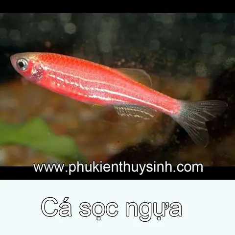 /files/sanpham/1121/1/jpg/ca-soc-ngua-hong.jpg