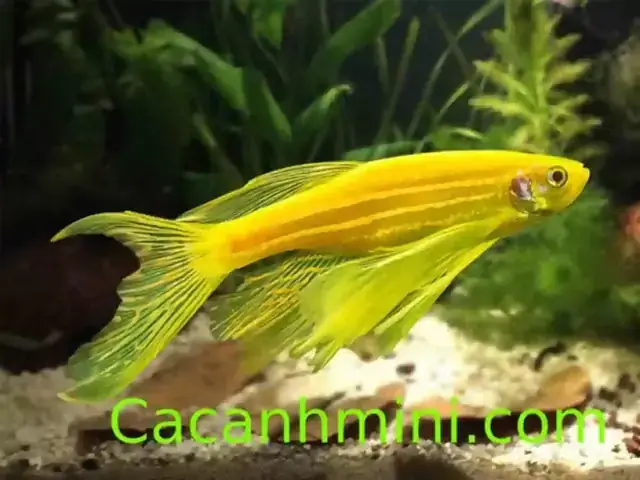 Đặc Điểm Sinh Học Và Tập Tính Của Cá Sọc Ngựa
