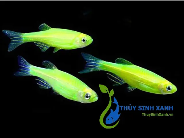 Cá Sọc Ngựa Xanh: Loài Cá Cảnh Nhỏ Xinh Và Dễ Nuôi Cho Người Mới Bắt Đầu