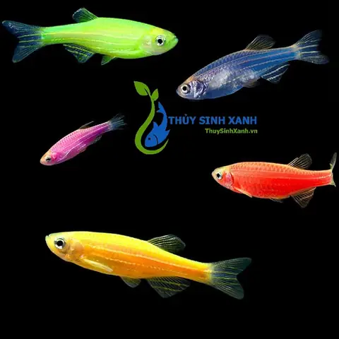 Cá Sọc Ngựa Xanh: Loài Cá Cảnh Nhỏ Xinh Và Dễ Nuôi Cho Người Mới Bắt Đầu