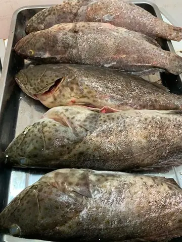 Cá Song Cá Mú