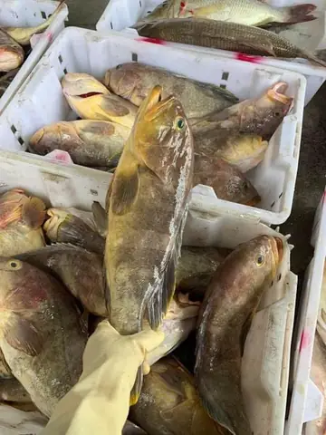 Cá Song Cá Mú