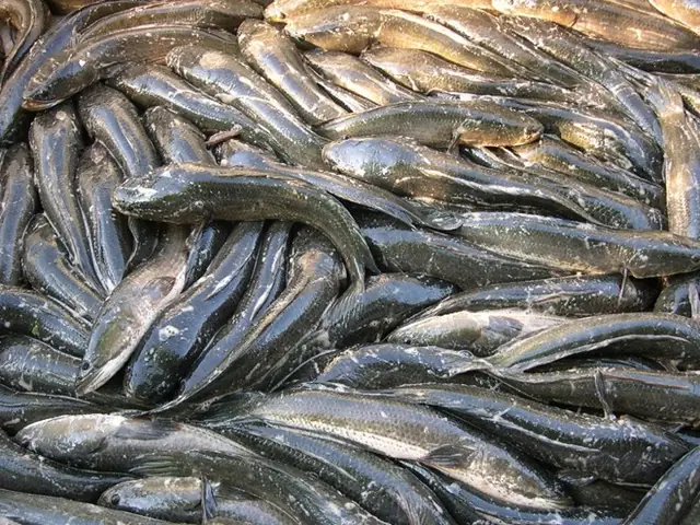 Cá Sống Ở Nước Ngọt