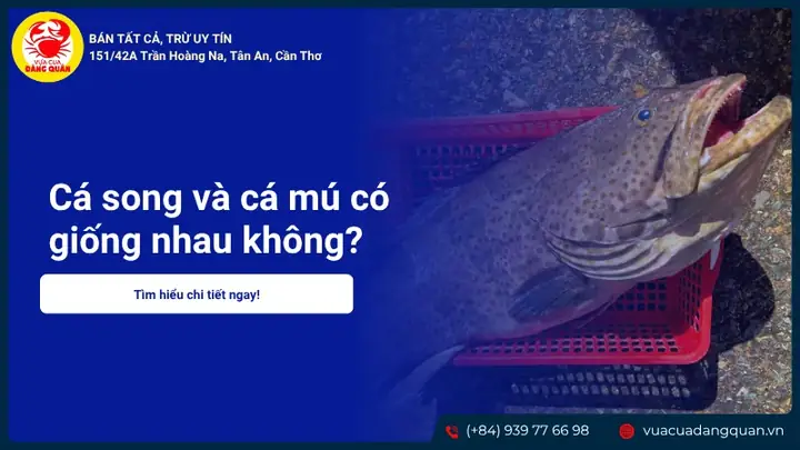 Mục Lục