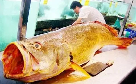 Cá Sủ Vàng Giá Bao Nhiêu 1kg? Giá Thị Trường Mới Nhất & Những Điều Bạn Cần Biết