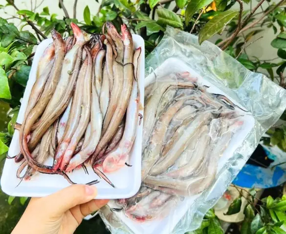 Nguồn Gốc Và Mùa Vụ Cá Sùn Sịn