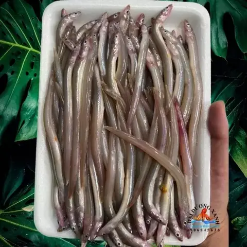 Cá Sụn Sịn Là Cá Gì, Ăn Có Ngon Không?
