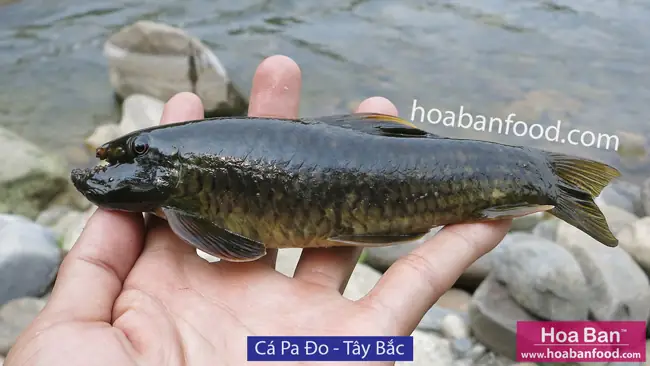 Mục 1: Cá Có Vẩy