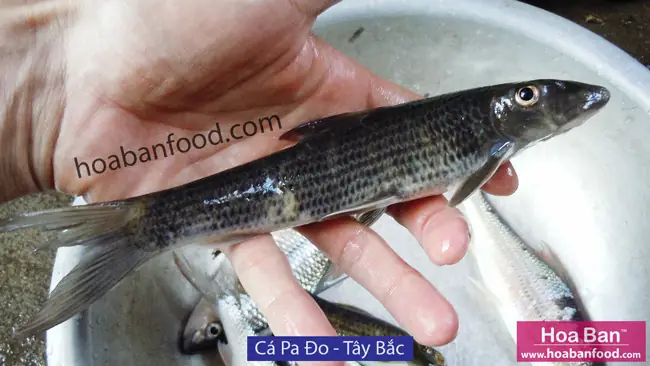 Mục 1: Cá Có Vẩy