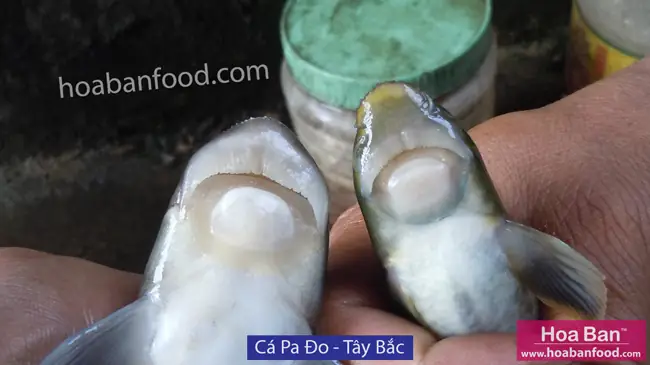 Mục 1: Cá Có Vẩy