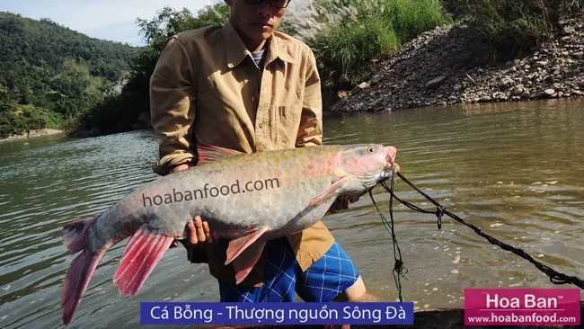 Mục 1: Cá Có Vẩy