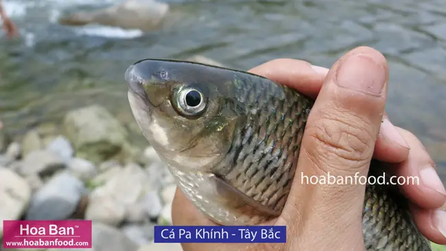 Mục 1: Cá Có Vẩy