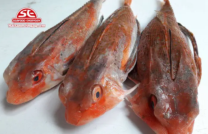 Cá Tắc Kè Giá Bao Nhiêu? Mua Ở Đâu Tươi Ngon, Giá Rẻ Nhất Tp.hcm?