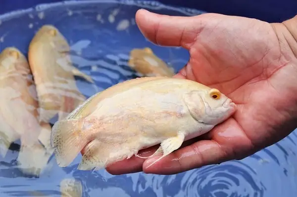 Nuôi Cá Tai Tượng Da Beo, 9x Tại Hậu Giang Đút Túi Hơn Nửa Tỷ Đồng Mỗi Năm