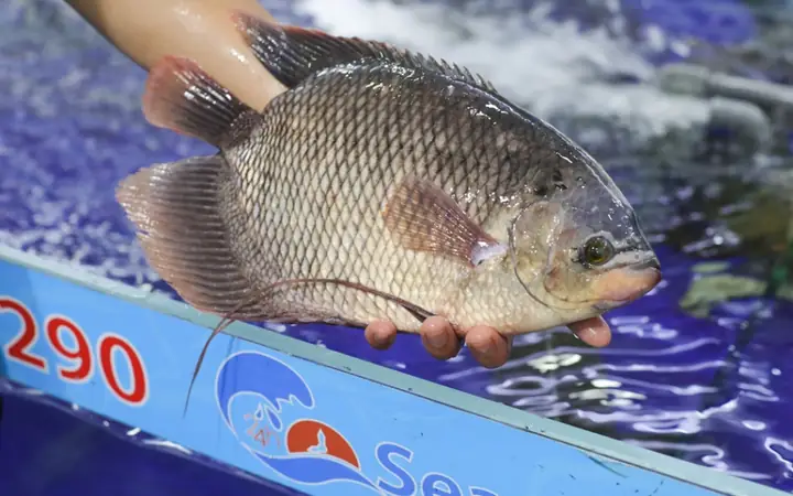 Cá Tai Tượng Giá Bao Nhiêu