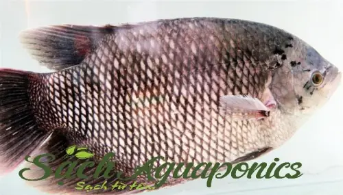 Cá Tai Tượng Giống