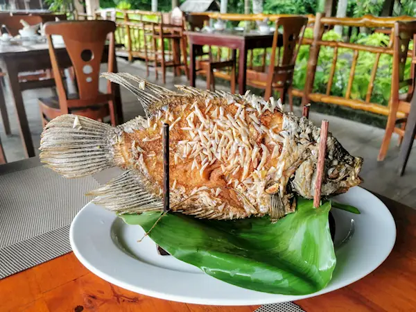 Cá Tai Tượng Tiếng Anh Là Gì? Tên Gọi, Đặc Điểm & Cách Nuôi