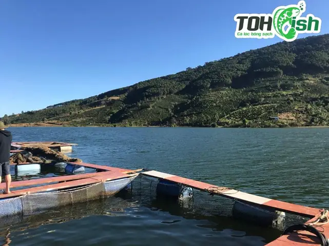Cá Tầm Đà Lạt Nguyên Con 1kg/gói - Cá Tầm Đảm Bảo Tươi "roi Rói" Khi Đến Tay Quý Khách Hàng