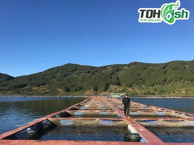 Cá Tầm Đà Lạt Nguyên Con 1kg/gói - Cá Tầm Đảm Bảo Tươi "roi Rói" Khi Đến Tay Quý Khách Hàng