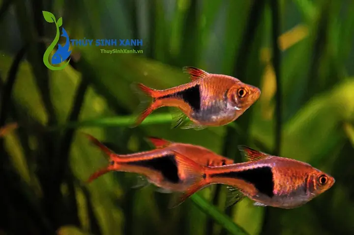 Cá Tam Giác Đỏ Là Cá Gì? Đặc Điểm, Môi Trường Sống Và Cách Nuôi