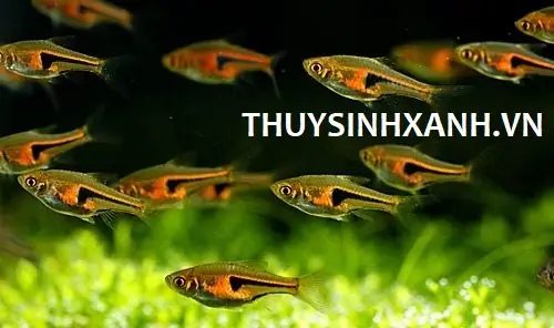 Cá Tam Giác Vua Thuỷ Sinh