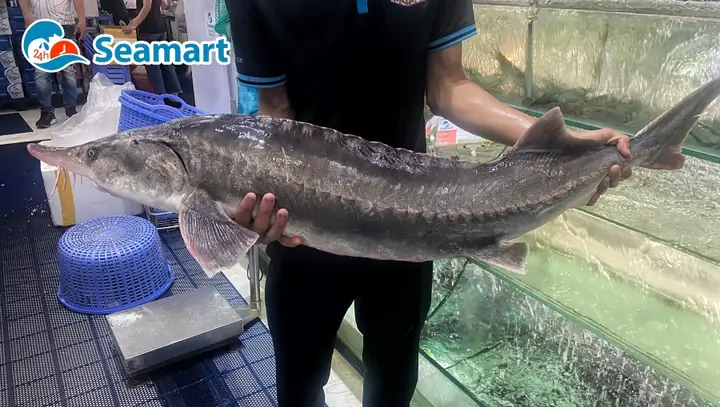 Cá Tầm Khổng Lồ