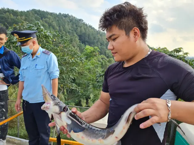 Doanh Nghiệp Nhập Cá Tầm Trung Quốc Trái Chỉ Đạo Của Thủ Tướng