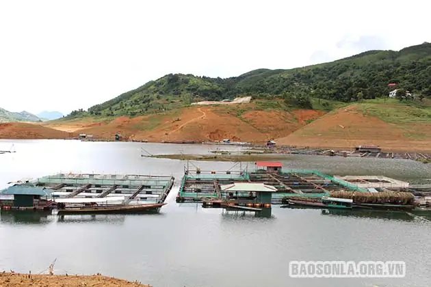 Cá Tép Dầu Sông Đà
