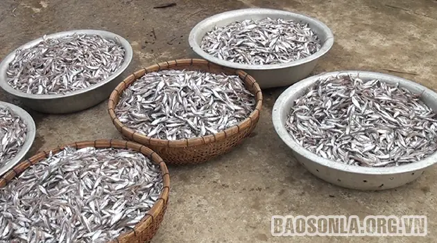 Cá Tép Dầu Sông Đà