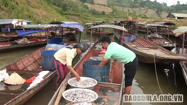 Cá Tép Dầu Sông Đà