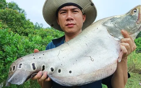 Cá Thác Lác Ăn Gì? Cẩm Nang Dinh Dưỡng Toàn Tập Cho Người Nuôi