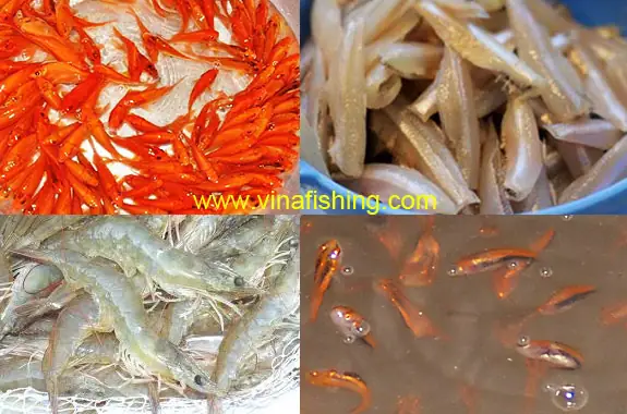 Cá Thác Lác Ăn Gì? Cẩm Nang Dinh Dưỡng Toàn Tập Cho Người Nuôi