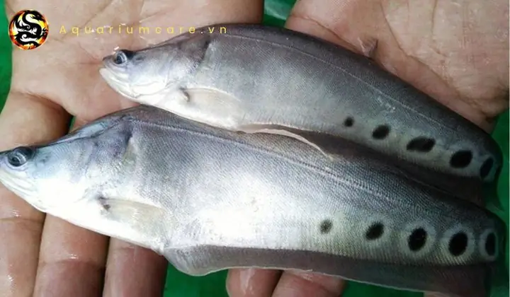 Những Lưu Ý Khi Sử Dụng Và Bảo Quản Cá Nàng Hai (cá Thác Lác)