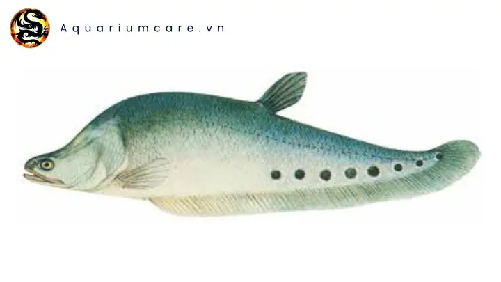Đặc Điểm