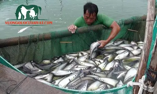 Hướng Dẫn Kỹ Thuật Nuôi Cá Thác Lác