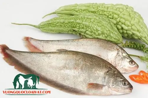 Mua, Bán Cá Thát Lát Ở Đâu Uy Tín Tại Hà Nội, Tp Hcm?