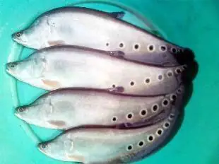 Cá Thát Lát Cườm