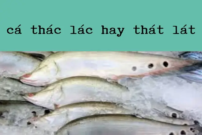 Viết Cá Thát Lát Hay Thác Lác Mới Đúng Chính Tả Tiếng Việt?